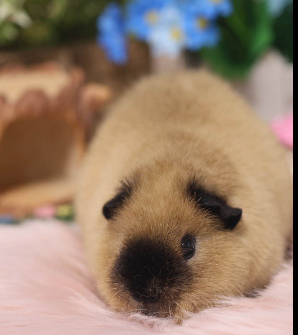 A17黄泰加荷兰猪豚鼠弟弟